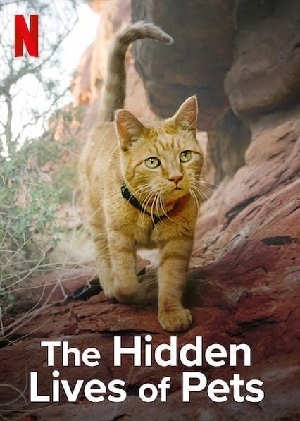 Serie de gatos en Netflix