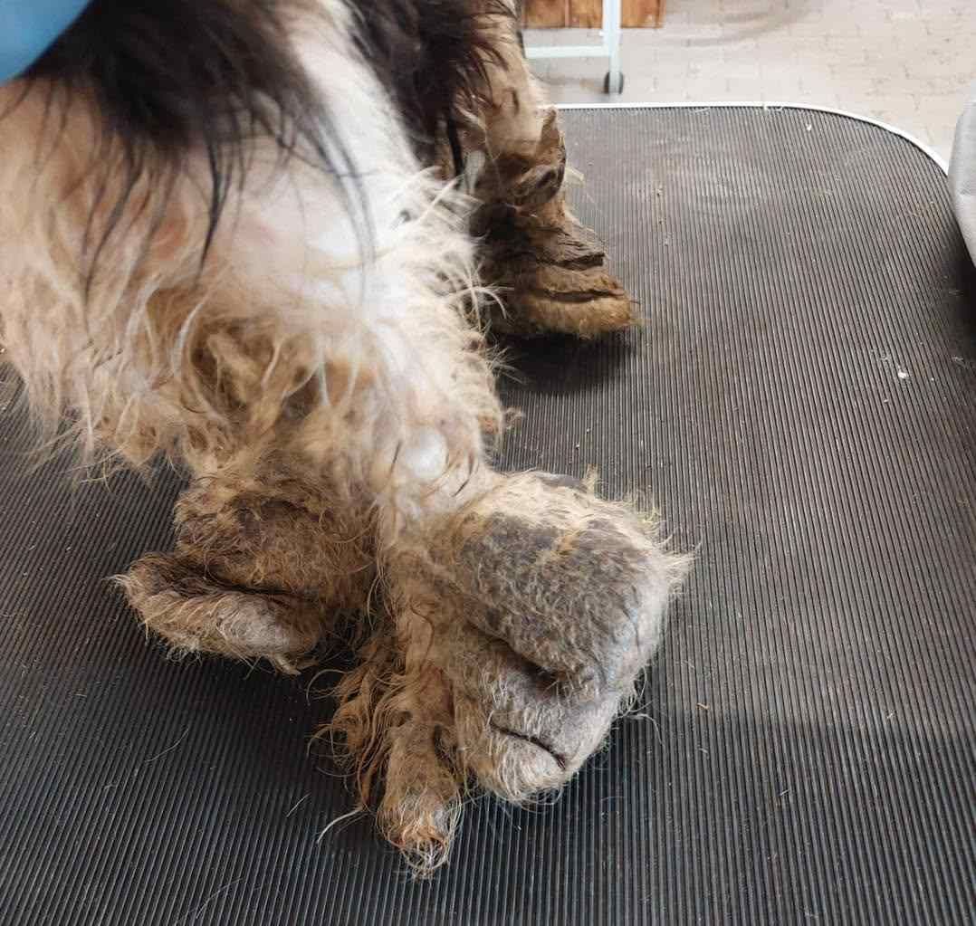 Verwahrloste Tiere gerettet
