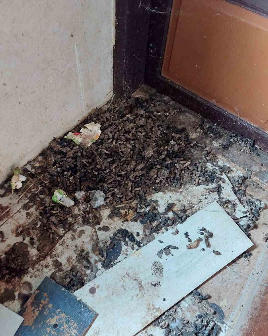 Tierrettung aus Horror-Haus
