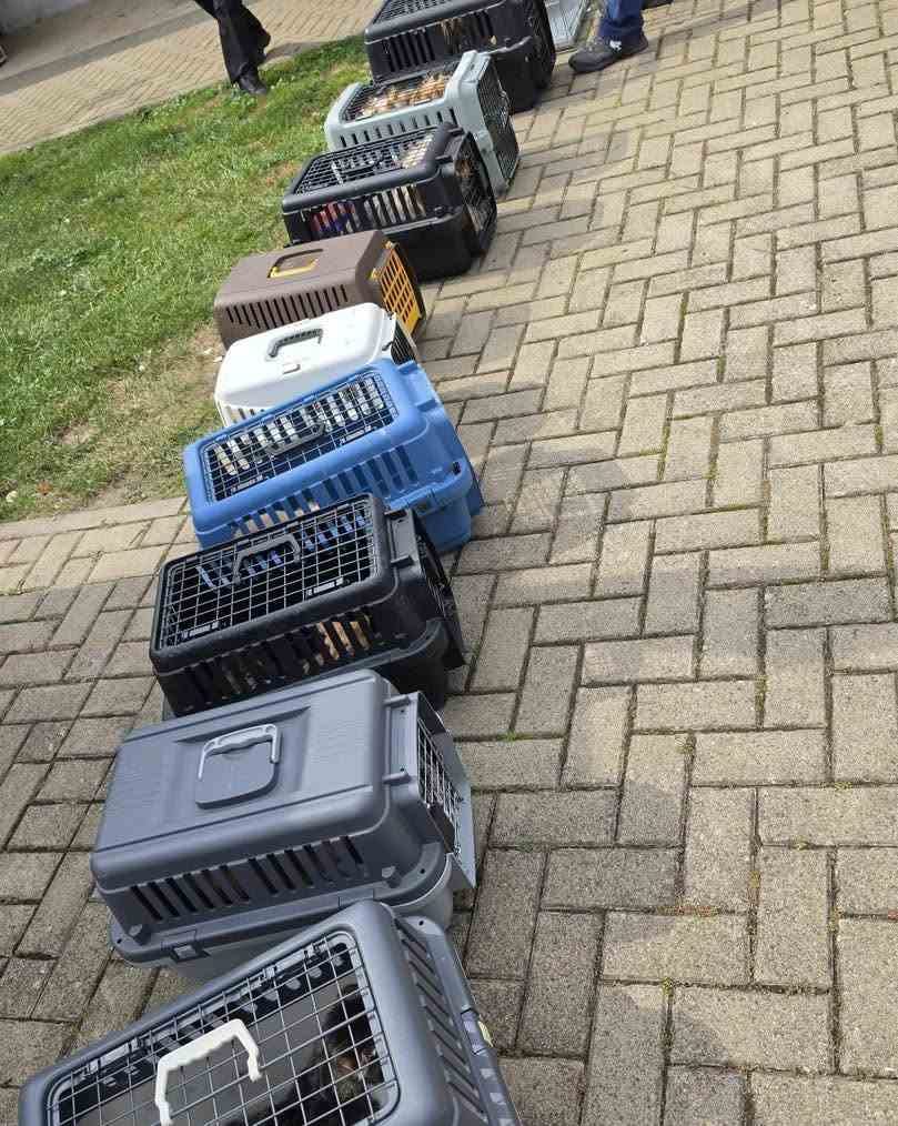 Boxen mit geretteten Tieren