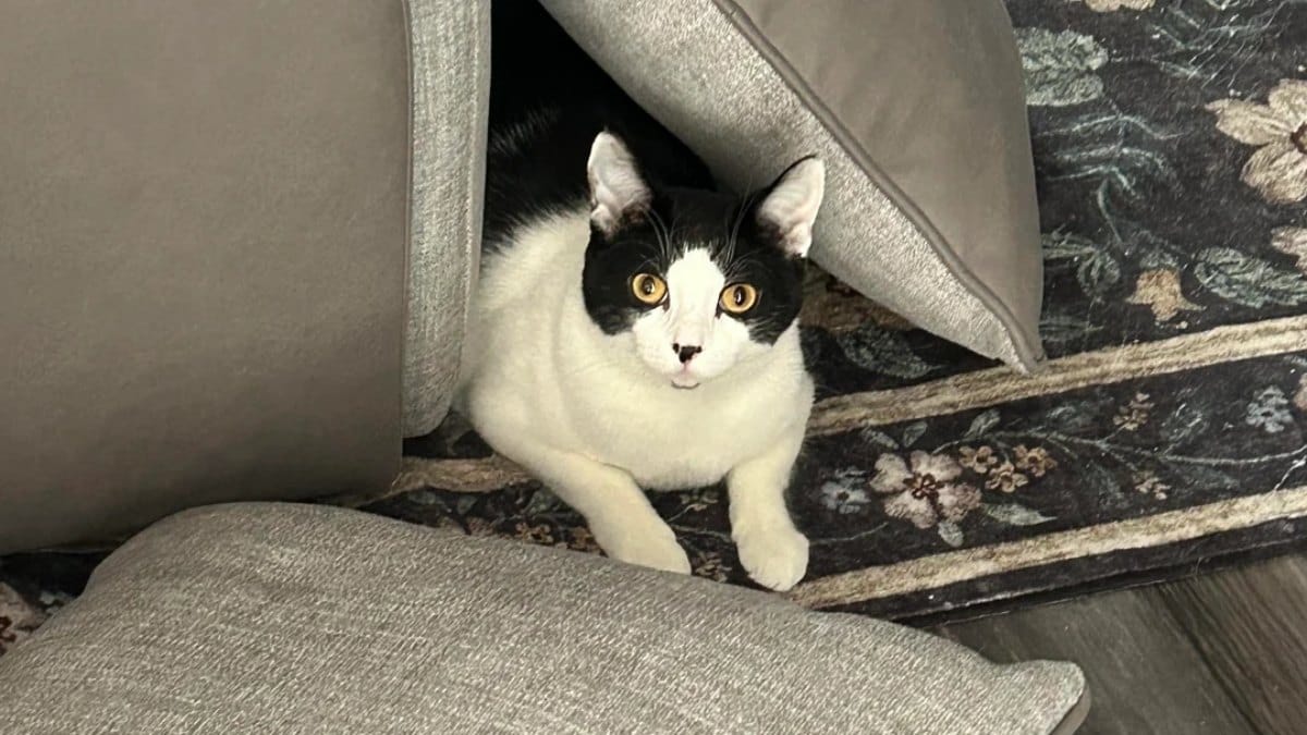 Katzensitterin verängstigt Tuxedo-Katze