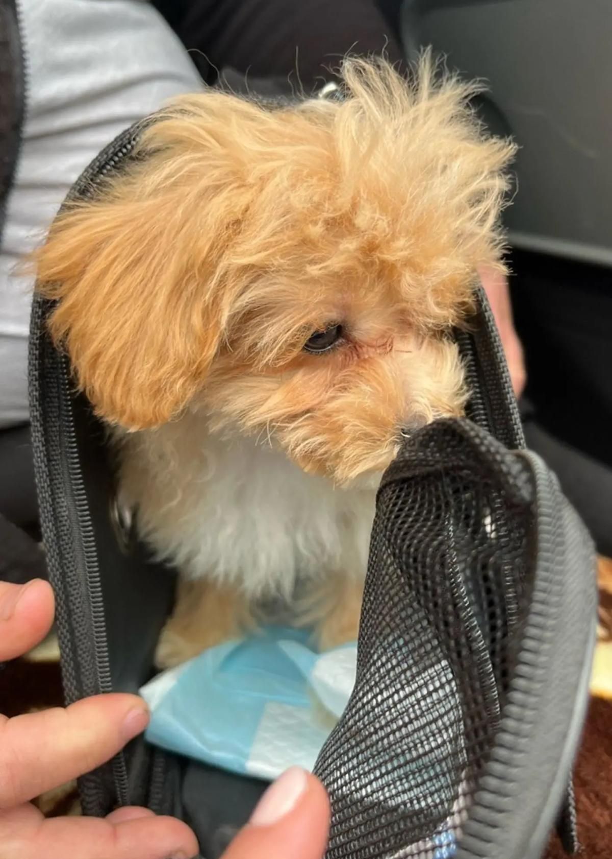 Welpenschmuggel Parkplatz Freiburg