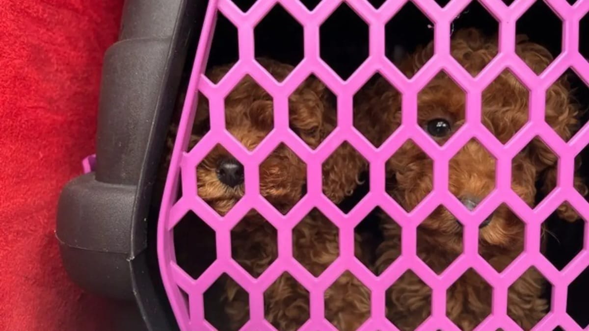 Welpenschmuggel Parkplatz Freiburg