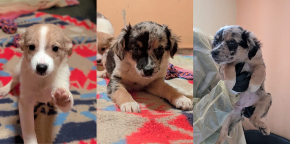 Animal Hoarding im Südharz