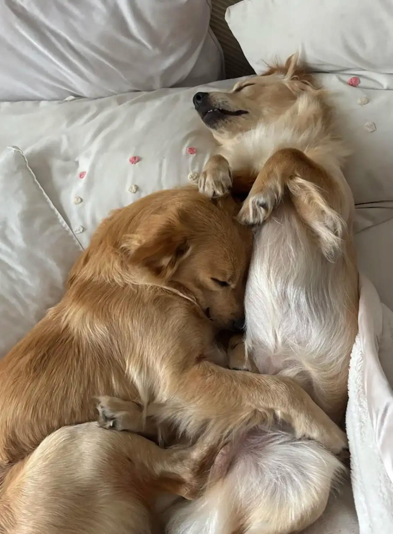 Hundebrüder umarmen sich immer wieder