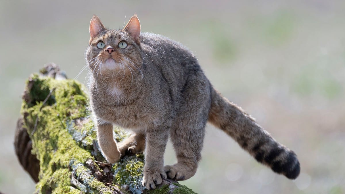 Europäische Wildkatze in Schleswig-Holstein entdeckt