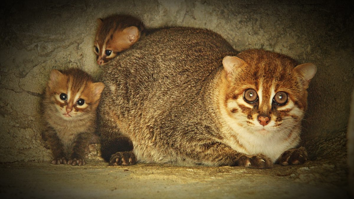 Flachkopfkatze in Thailand entdeckt