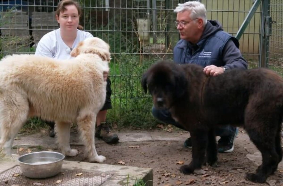 Herdenschutzhunde Willi und Bruno bei Martin Rütter "Die Unvermittelbaren"