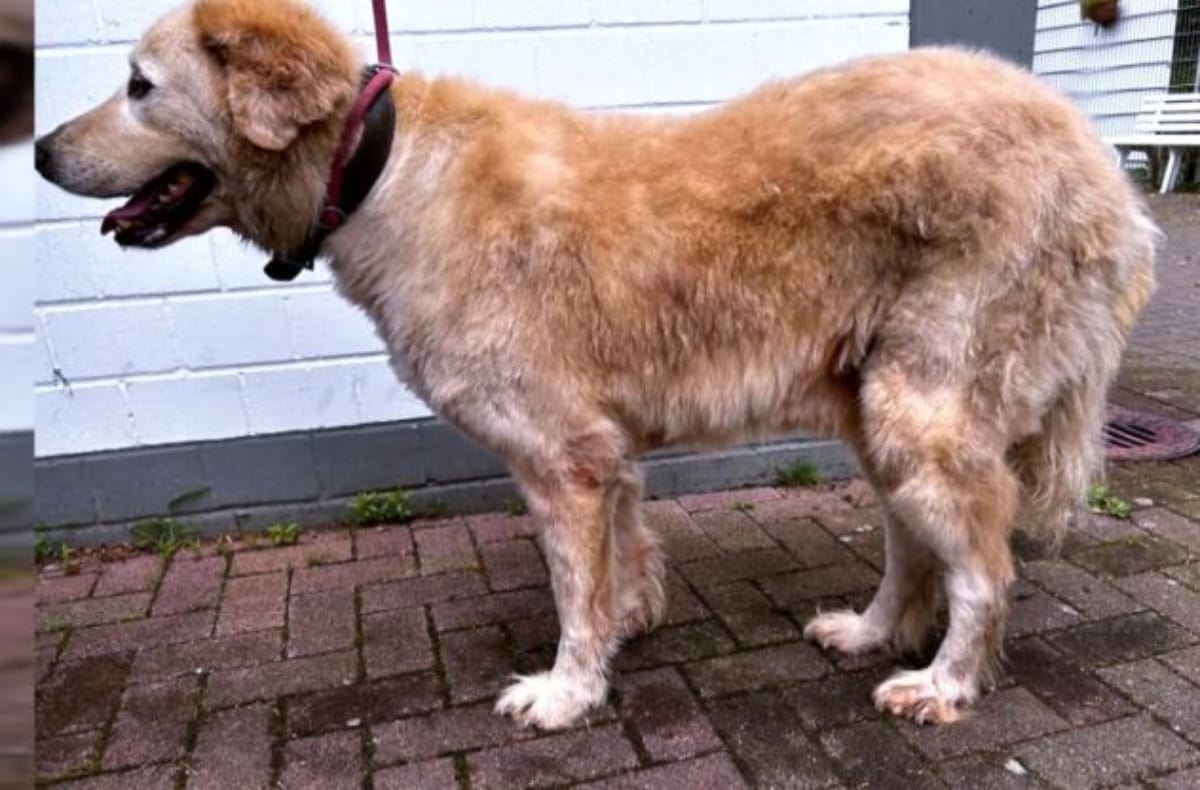 Herdenschutzhund Willi bei Martin Rütter "Die Unvermittelbaren"