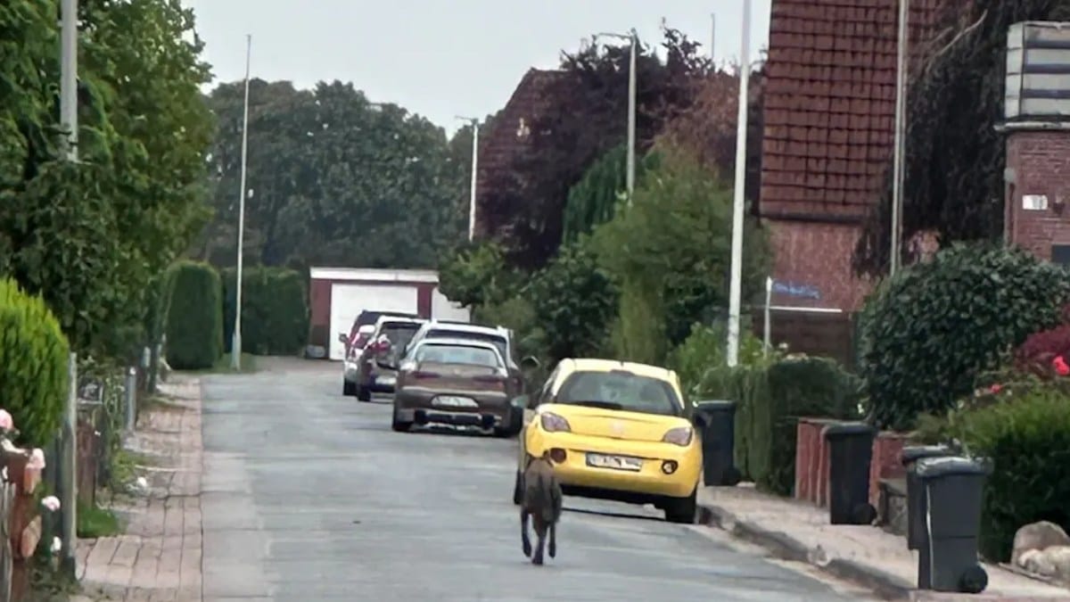 Wolf im Wohngebiet gesichtet