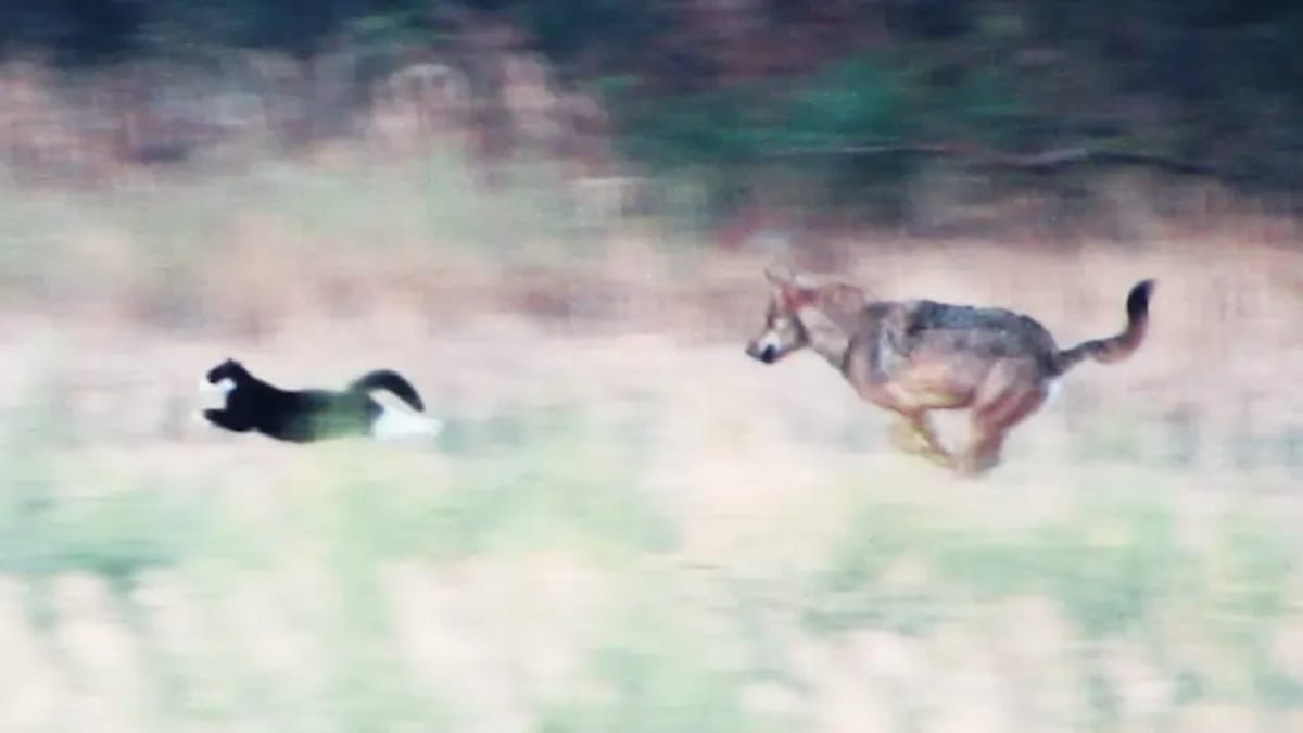 Wolf jagt Hauskatze