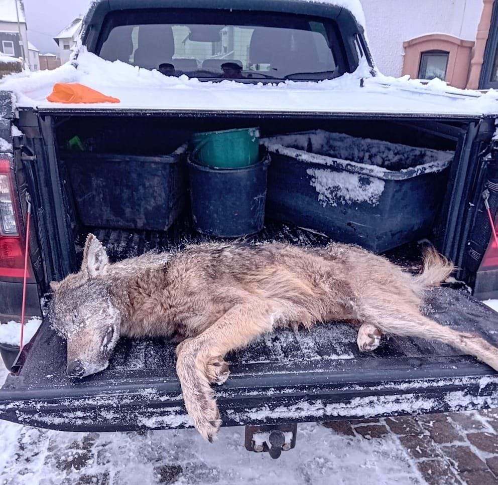 Toter Wolf in Kapelle entdeckt