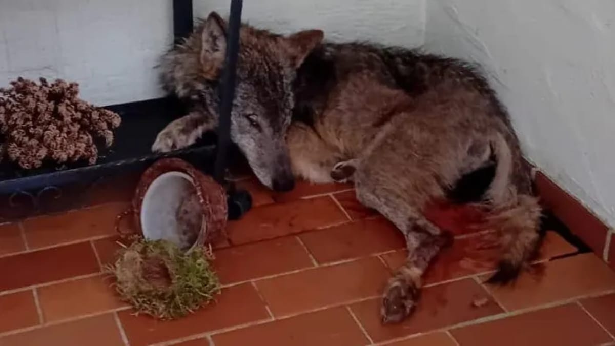 Toter Wolf in Kapelle