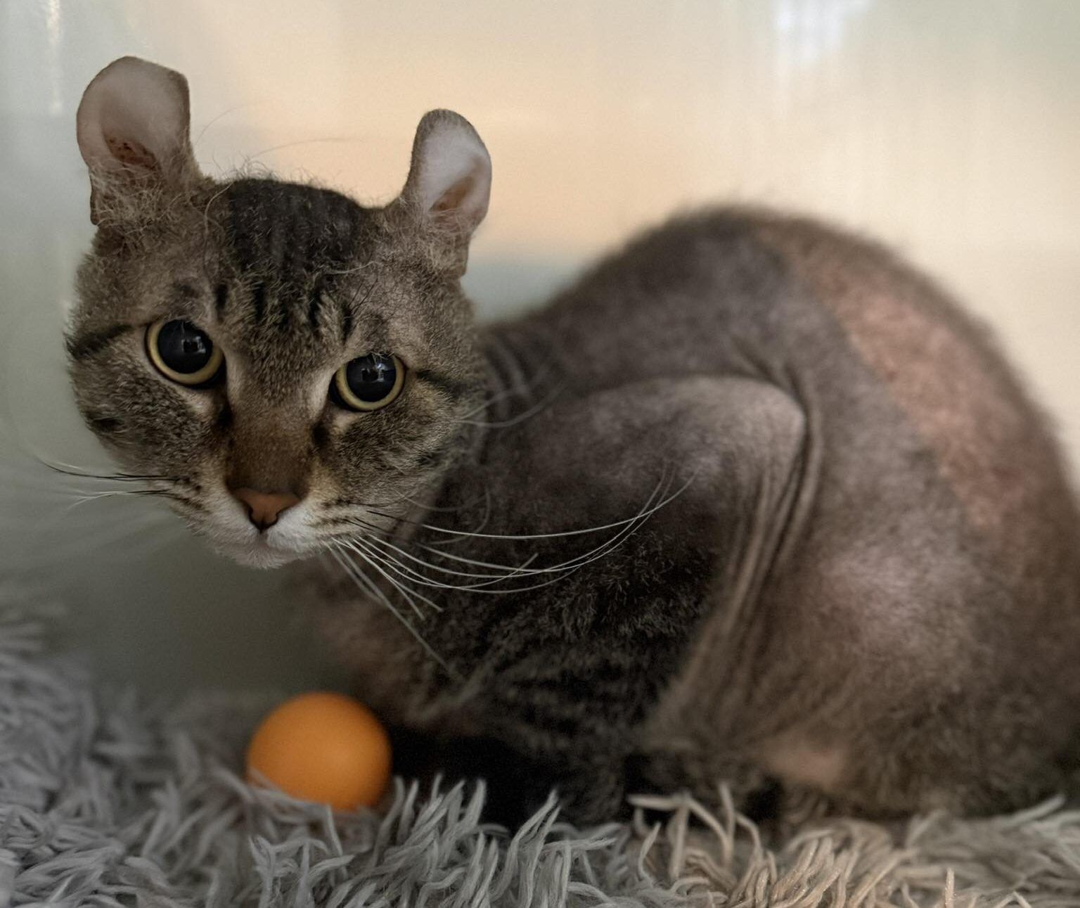 Kater James, der Wolpertinger