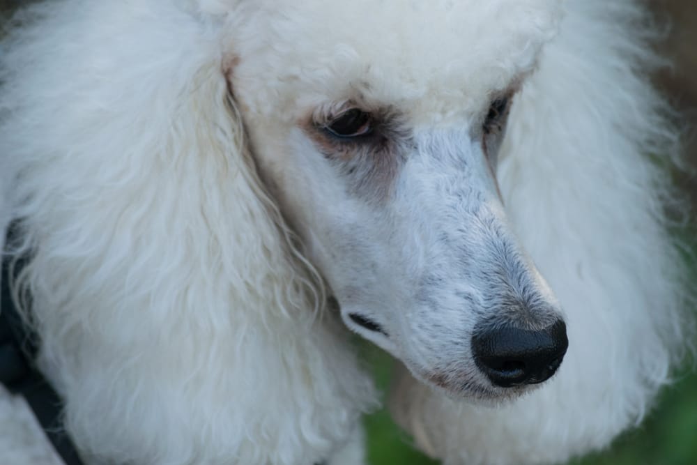 zacieki pod oczami u psa