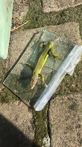 Urgent reptile blessé (encore)