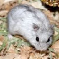 concours HAMSTER LE PLUS CHOUX!!!!