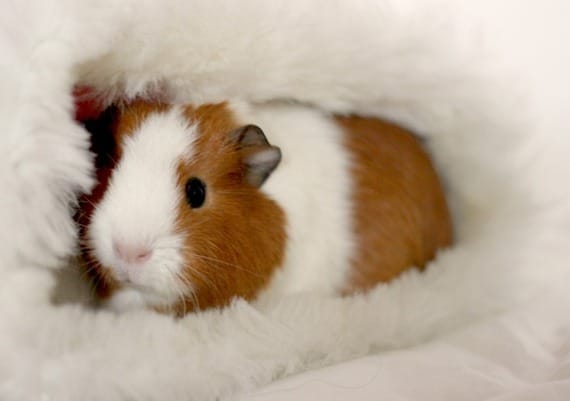 lapin ou cochon d'inde