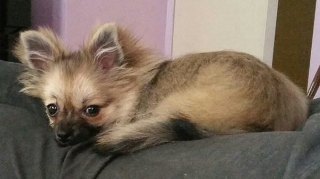 Spitz nain ou chihuahua à poil long ?
