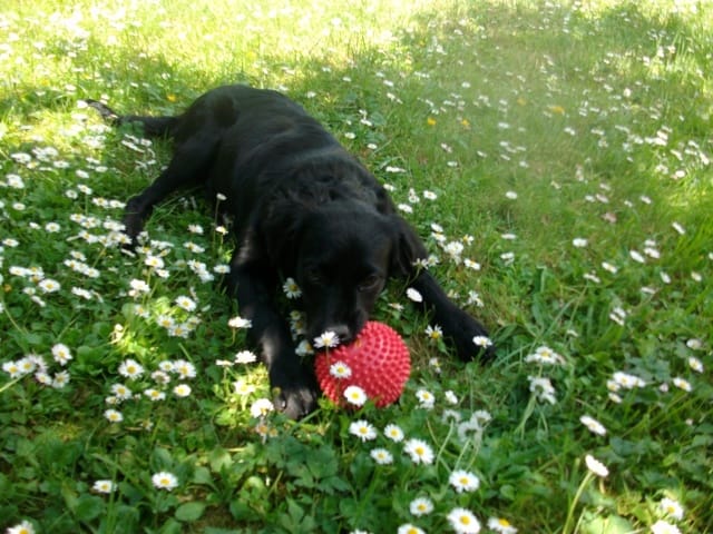 la race de mon chiot