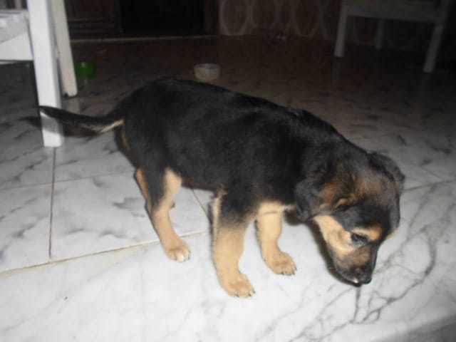 Quelle est la race de mon chiot