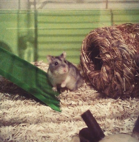 /!\ Mon hamster russe mord /!\