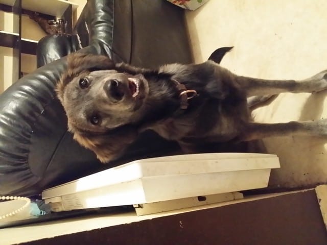 Help elle gratte les murs