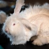 Poils de lapins angora arrachés à la main. Maltraitance ! 