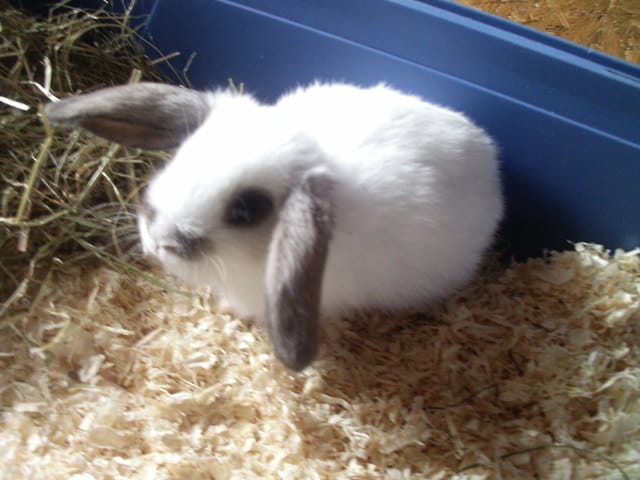 Voilà mon nouveau lapin ! Il est trop mignon !
