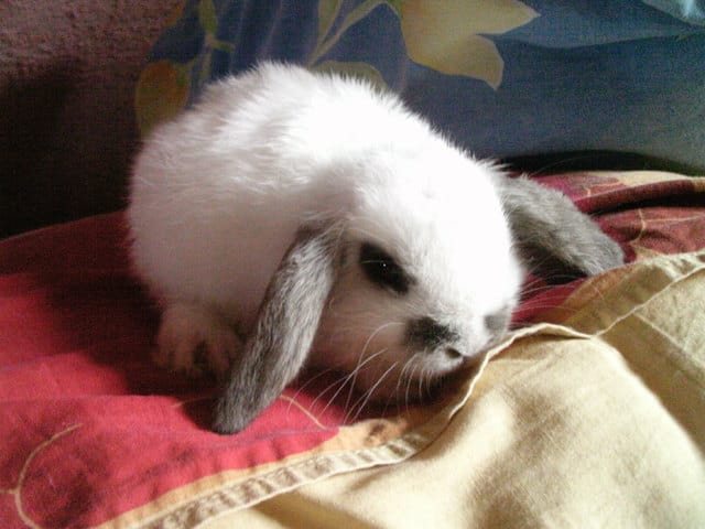 Avez-vous des idées de noms pour mon lapin ?