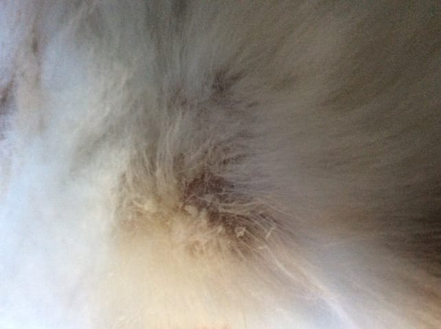 [HELP] Mon lapin a une "croûte" sur la nuque!