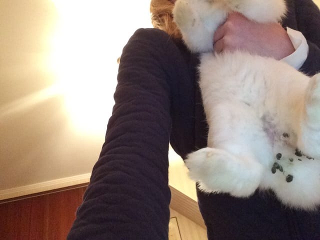 Mon lapin a de la crotte collée au derrière!