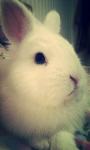 ~ Boule de Neige : Sa vie en photo ~