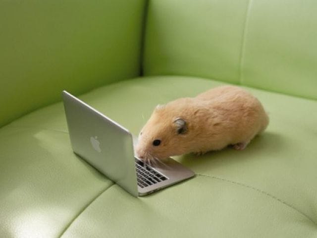 Les Bons Sites d'Information sur les Hamsters