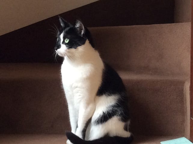 Qui pour dessiner mon chat Papyrus ?