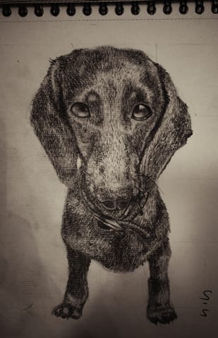 Je dessine vos animaux