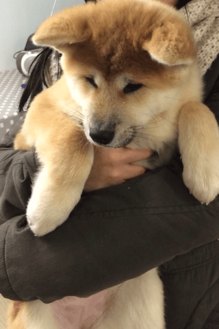 Croisement ou pur race ?