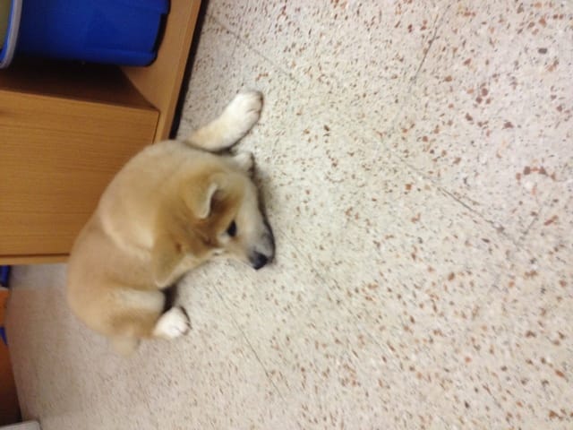 La nouvelle vie d'Ayume.