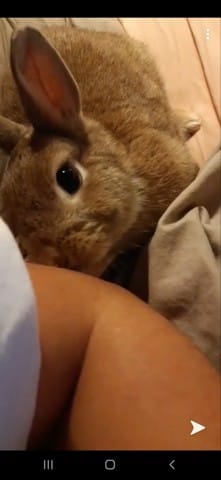 Nouvelle de ma lapine gestante?