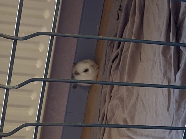 Lapereaux à l’écart ?!