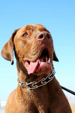 Ehrlichiose canine