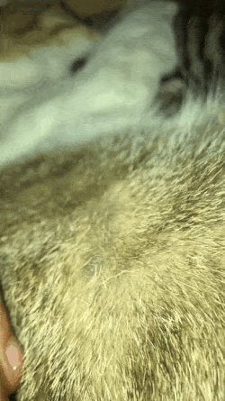 Chatte qui mord ses chatons