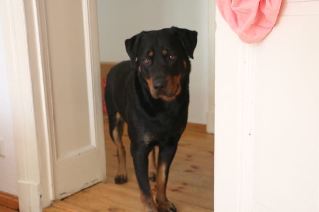 Avec quelle race mon chien est il croisé??