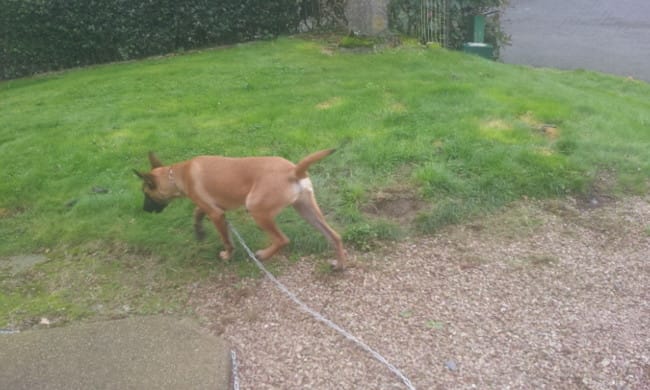 Sur-alimentation chiot malinois