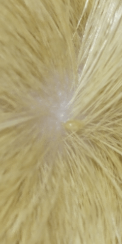 Bête qui grouille sur mon cochon d'Inde