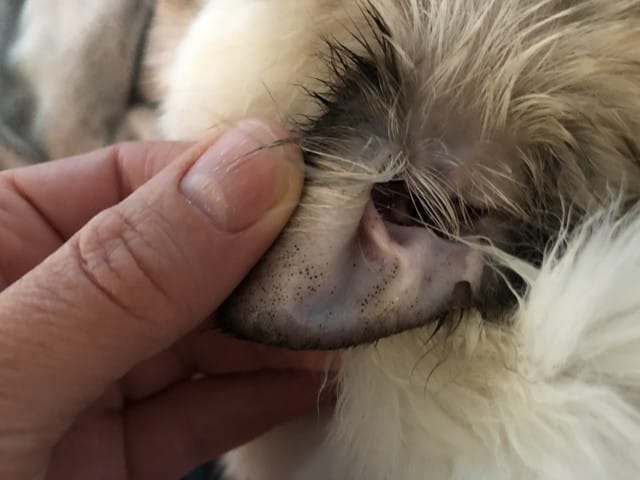 Petits points noirs dans les oreilles