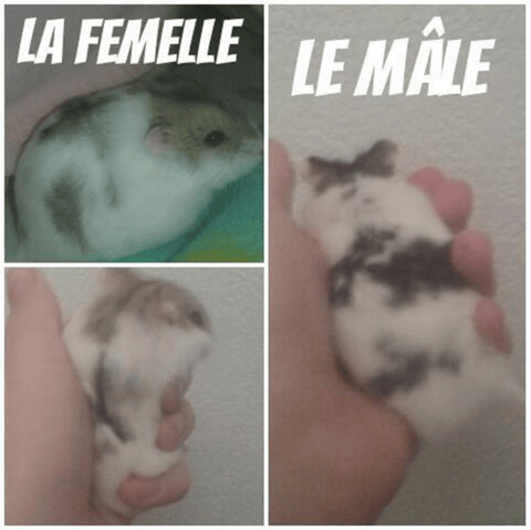 Mes deux hamsters sont-ils compatibles ?
