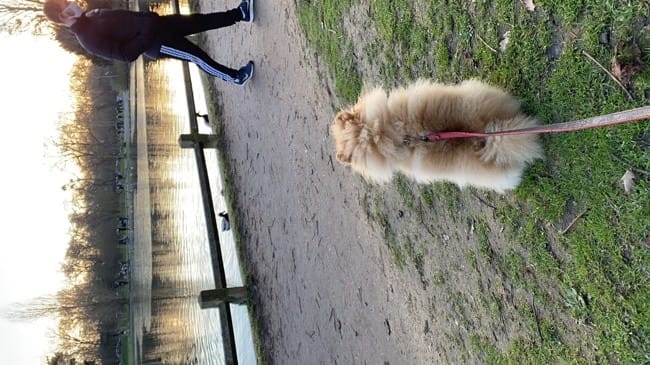 Mue spitz nain  6 mois