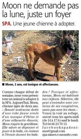 chienne en detresse et en mal de maitre