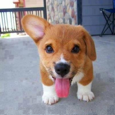 mon petit Fonny !